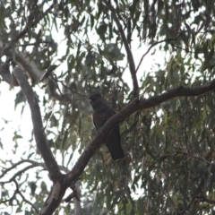 Callocephalon fimbriatum at Watson, ACT - 17 Jun 2024