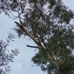 Callocephalon fimbriatum at Watson, ACT - suppressed