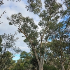 Callocephalon fimbriatum at Watson, ACT - suppressed