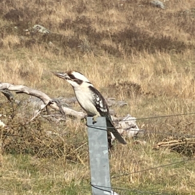 Dacelo novaeguineae (Laughing Kookaburra) at Whitlam, ACT - 18 Jun 2024 by SteveBorkowskis