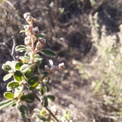 Pomaderris pallida at Stony Creek - 18 Jun 2024 02:26 PM