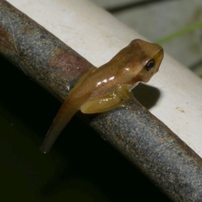 Litoria ewingii (Ewing's Tree Frog) at Freshwater Creek, VIC - 7 Jan 2023 by WendyEM