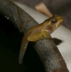 Litoria ewingii at WendyM's farm at Freshwater Ck. - 7 Jan 2023 09:50 PM