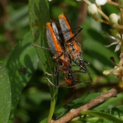 Gminatus australis (Orange assassin bug) at WendyM's farm at Freshwater Ck. - 31 Dec 2022 by WendyEM