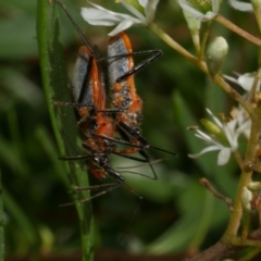 Gminatus australis at WendyM's farm at Freshwater Ck. - 1 Jan 2023 09:19 AM