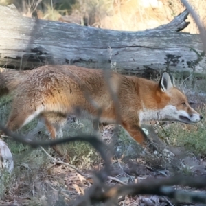 Vulpes vulpes at Mount Ainslie - 16 Jun 2024 05:09 PM