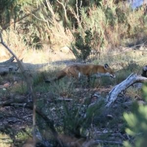 Vulpes vulpes at Mount Ainslie - 16 Jun 2024 05:09 PM