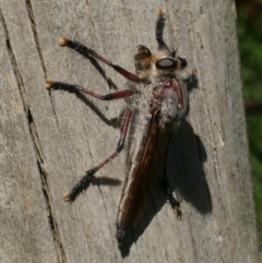 Neoaratus hercules (Herculean Robber Fly) at Freshwater Creek, VIC - 5 Jan 2023 by WendyEM