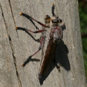 Neoaratus hercules at WendyM's farm at Freshwater Ck. - 5 Jan 2023 03:55 PM