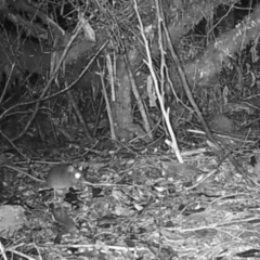 Unidentified Mammal at Forestry Coupe TN050G - 18 Jun 2024 by Detritivore