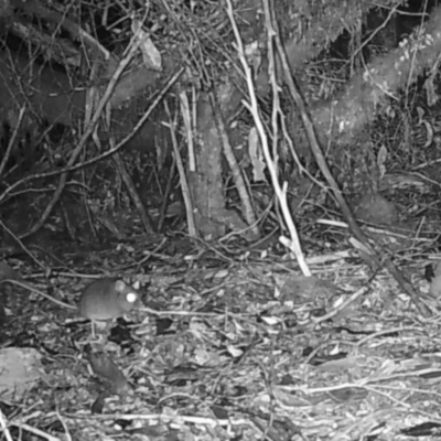 Unidentified Mammal at Forestry Coupe TN050G - 18 Jun 2024 by Detritivore