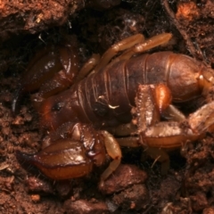 Urodacus manicatus (Black Rock Scorpion) at Mount Ainslie - 15 Jun 2024 by jb2602