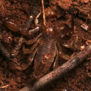 Urodacus manicatus at Mount Ainslie - 15 Jun 2024 04:20 PM