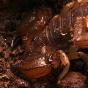 Urodacus manicatus at Mount Ainslie - 15 Jun 2024