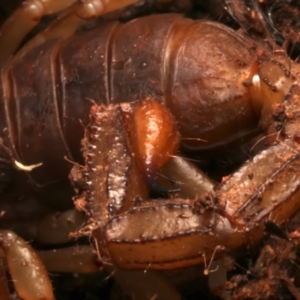 Urodacus manicatus at Mount Ainslie - 15 Jun 2024