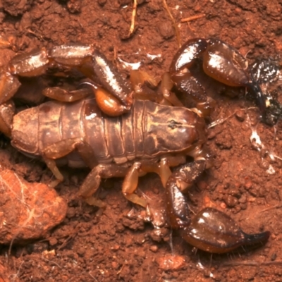 Urodacus manicatus (Black Rock Scorpion) at Mount Ainslie - 15 Jun 2024 by jb2602