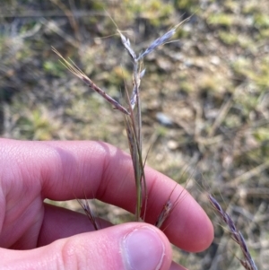 Hyparrhenia hirta at Jerrawa, NSW - 17 Jun 2024