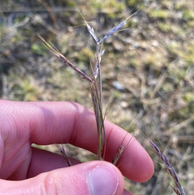 Hyparrhenia hirta (Coolatai Grass) at Jerrawa, NSW - 17 Jun 2024 by NedJohnston