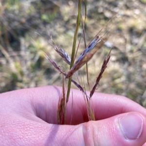 Hyparrhenia hirta at Jerrawa, NSW - 17 Jun 2024