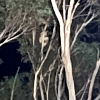 Phascolarctos cinereus (Koala) at Wingecarribee Local Government Area - 18 Jun 2024 by SalC