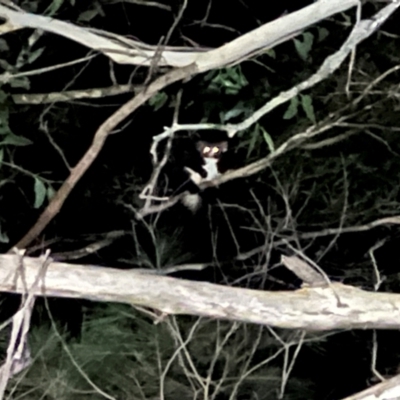 Petauroides volans (Greater Glider) at Wingecarribee Local Government Area - 18 Jun 2024 by SalC