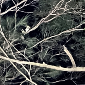 Petauroides volans at Wingecarribee Local Government Area - suppressed