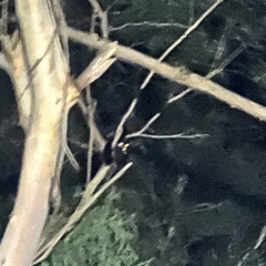 Petauroides volans at Wingecarribee Local Government Area - suppressed