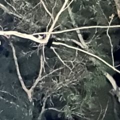 Petauroides volans at Wingecarribee Local Government Area - suppressed