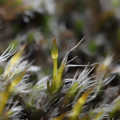 Unidentified Lichen, Moss or other Bryophyte at Tidbinbilla Nature Reserve - 16 Jun 2024 by TimL