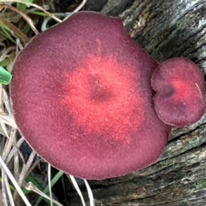 Tubaria rufofulva at Kangaroo Valley, NSW - suppressed