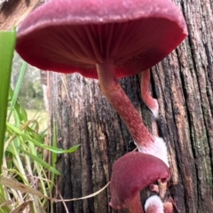 Tubaria rufofulva at Kangaroo Valley, NSW - suppressed