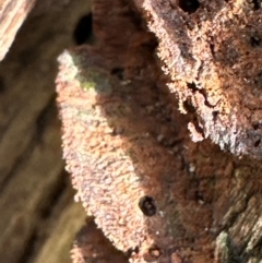 Unidentified Fungus at Kangaroo Valley, NSW - 18 Jun 2024 by lbradley