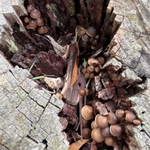 Mycena sp. at Kangaroo Valley, NSW - suppressed