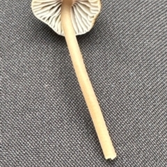 Mycena sp. (genus) at Kangaroo Valley, NSW - suppressed