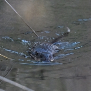 Hydromys chrysogaster at Jerrabomberra Wetlands - 18 Jun 2024