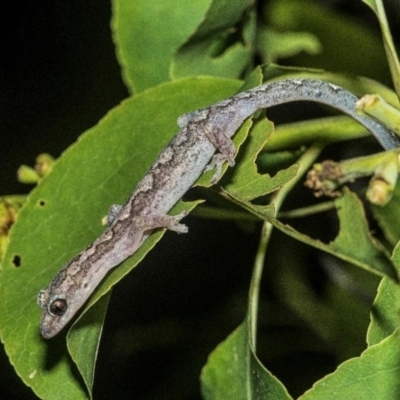 Amalosia rhombifer (Zigzag Velvet Gecko) at Mareeba, QLD - 18 Jan 2017 by MichaelBedingfield