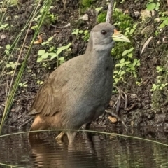 Amaurornis moluccana (Pale-vented Bush-hen) at Bahrs Scrub, QLD - 24 Jan 2024 by MichaelBedingfield