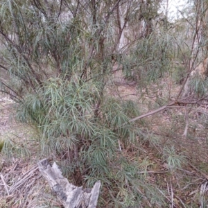 Lomatia myricoides at Numeralla, NSW - 16 Jun 2024