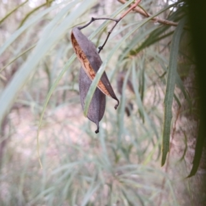 Lomatia myricoides at Numeralla, NSW - 16 Jun 2024