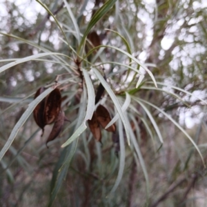 Lomatia myricoides at Numeralla, NSW - 16 Jun 2024