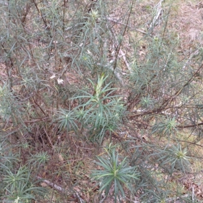 Cassinia longifolia (Shiny Cassinia, Cauliflower Bush) at Kybeyan State Conservation Area - 16 Jun 2024 by mahargiani