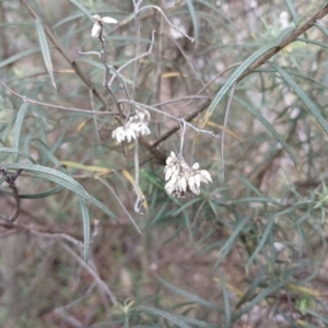 Cassinia longifolia at Kybeyan State Conservation Area - 16 Jun 2024 11:55 AM