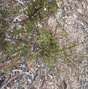 Acacia genistifolia at Numeralla, NSW - 16 Jun 2024