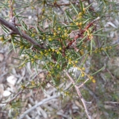 Acacia genistifolia at Numeralla, NSW - 16 Jun 2024