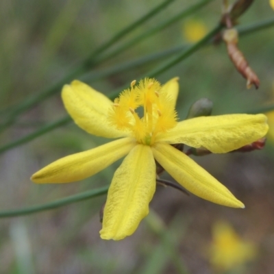 Tricoryne elatior (Yellow Rush Lily) at Conder, ACT - 7 Jan 2024 by michaelb