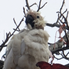 Cacatua galerita (Sulphur-crested Cockatoo) at Majura Primary School, Watson - 19 Jun 2024 by AniseStar