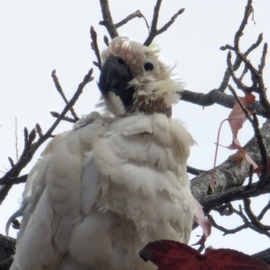 Cacatua galerita at Majura Primary School, Watson - 19 Jun 2024