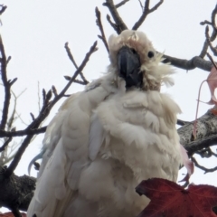 Cacatua galerita at Majura Primary School, Watson - 19 Jun 2024