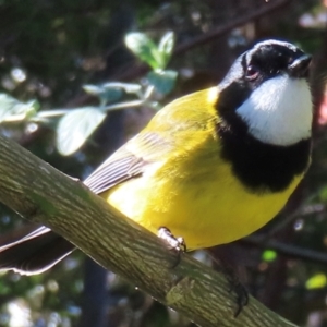 Pachycephala pectoralis at Narrabundah, ACT - 19 Jun 2024