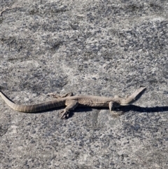 Varanus gouldii at Broadwater National Park - 12 May 2024 by AliClaw